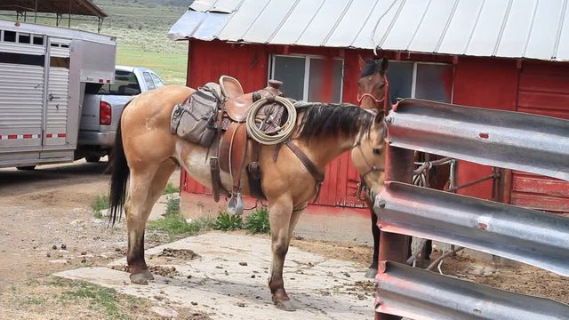 Two saddled horses ready to ride, near a barn and horse trailer.