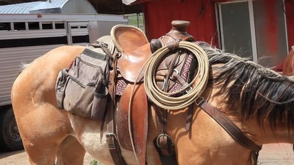 The American Quarter Horses are ready to ride at the ranch.