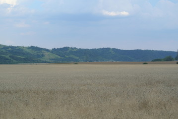 wheat field