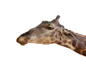 Obraz premium close up head of african giraffe isolated white background