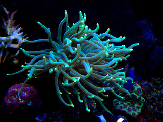 Fototapeta na wymiar Colorful Euphyllia torch LPS coral
