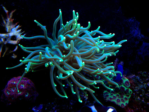 Colorful Euphyllia torch LPS coral