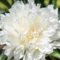 Big white peony flower close-up