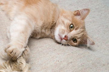 the cat plays with a rope