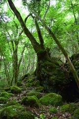 苔むした樹木