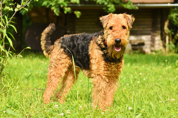 Airedale2
