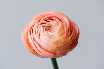 Beautiful fresh blossoming single salmon colored Ranunculus flower on the grey wall background,...