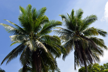 Fototapeta na wymiar two palm tree tops