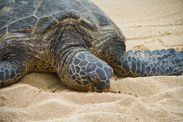 An endangered Hawaiian green sea turtle resting on a beach on Oahu.