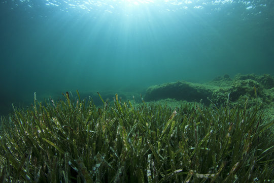 Green sea grass blue ocean underwater