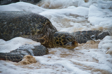 An endangered Hawaiian green sea turtle resting on a beach on Oahu with waves splattering around it.