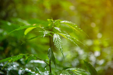 Close-up shot of green grass with rain drops on it