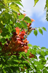Blühende Rankenpflanzen an einem Zaun gegen den blauen Himmel