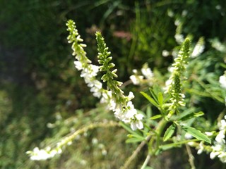 white flowers