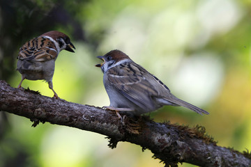 Feldsperling oder Feldspatz (Passer montanus)  Alttier füttert Jungvogel auf Ast