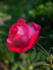 Red Rose