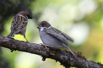 Feldsperling oder Feldspatz (Passer montanus)  Alttier füttert Jungvogel auf Ast