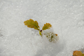 Oak seedling in the snow