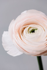 Beautiful fresh blossoming tender pink Ranunculus single flower on the grey wall background, close...