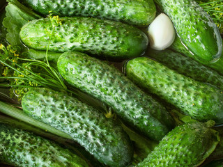 preservation of salted or pickled cucumbers