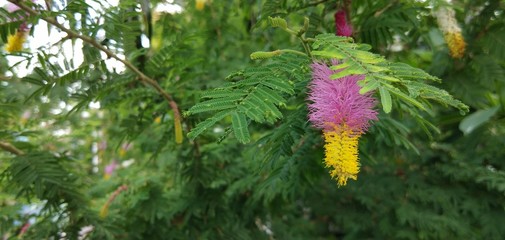 a colourful flower into green