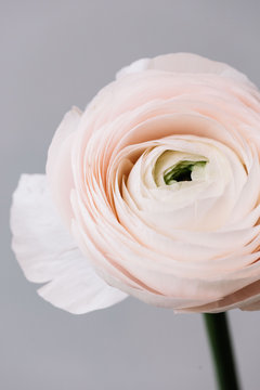 Fototapeta Beautiful fresh blossoming tender pink Ranunculus single flower on the grey wall background, close up view