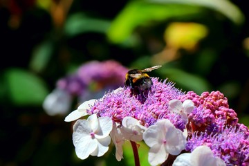 Big bumblebee collecting nectar from pink white hydrangea serrata flower. Selected focus.