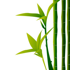 Bamboo illustration. Design for prints, asian spa and massage, cosmetics package, materials. 