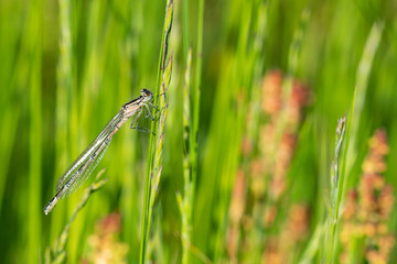 Immature blue-tailed damselfly	(Ischnura elegans)