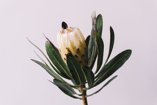Fototapeta Woman's hand holding beautiful blossoming Protea single flower on the grey wall background, close up view