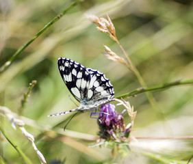 Marbled White butterfly (Melanargia galathea) on clover flowers in the Cuckmere Valley, East Sussex, England