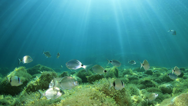 Underwater ocean background with fish 