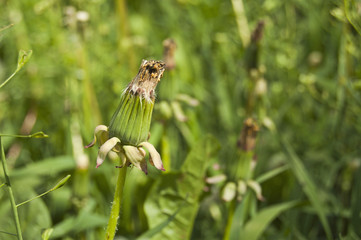 Green fresh background with dandelion finished blooming