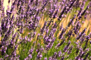 A flourishing lavenda