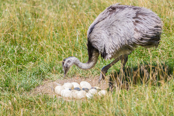 Domesticated wild african ostrich (struthio camelus) in an aviary on a ostrich farm guards his eggs. Wild ostriches on a bird farm. Outdoors.