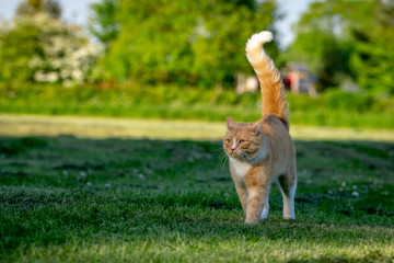 Defensive apprehensive domestic ginger cat walking across a grass lawn with hackles raised along back