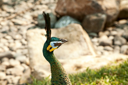 Green Asian peacock head with crest close-up. Javanese peafowl side view portrait. Gorgeous colorful bird at a zoo