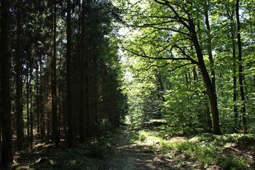 Obraz premium Waldweg zwischen Nadel- und Laubwald 