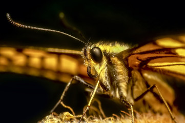 Butterfly   - Stock Image 