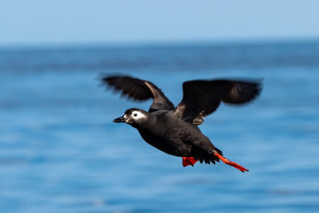 天売島のケイマフリの飛翔の姿
