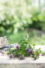Freshly harvested thyme