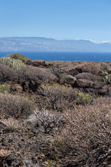 Succulent Vegetation in Volcanic Area in front of Coastline of Tenerife Island, Canary, Spain, Europe