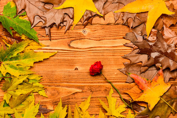 Fall season concept. Maple dried leaf and rose flower on natural light background. Autumn colorful...
