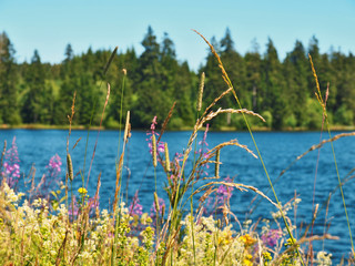Bunte Blumen und Gräser am Ziegenberger Teich im Harz