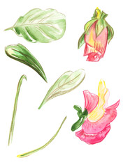 Illustration set of color drawing