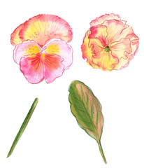 Illustration set of color drawing