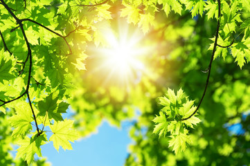 Obraz premium Bright leaves of maple tree against blue sky