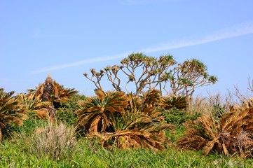 Beautiful Seashore Plants at Manza Cape in Okinawa Island, Japan
