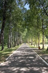 summer birch alley with asphalt road for walking