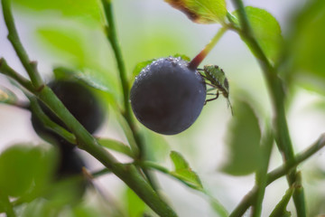 beetle on blueberries